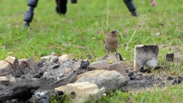 一只麻雀坐在篝火的灰烬上吃 — 图库视频影像