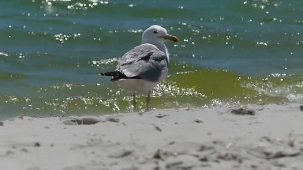 Bir martı slo-mo güneşli bir Karadeniz kıyısında duruyor — Stok video