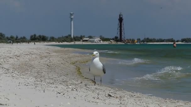 カモメがスローモーションで晴れた日に黒海の海岸を歩く — ストック動画