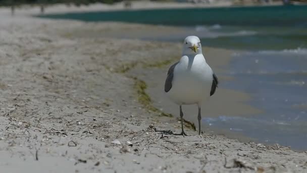 Uma gaivota passeia na costa do Mar Negro em um dia ensolarado em slo-mo — Vídeo de Stock