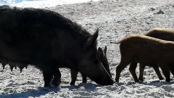 Een everzwijn met biggen lopen op zand eacoast in slo-mo — Stockvideo