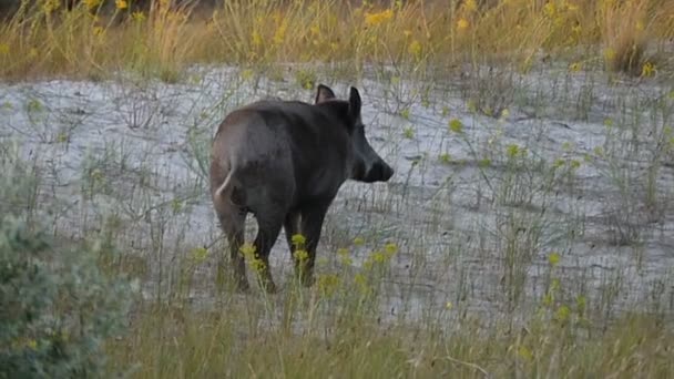 Un petit sanglier se promène sur la côte de la mer Noire à Montréal- mo — Video