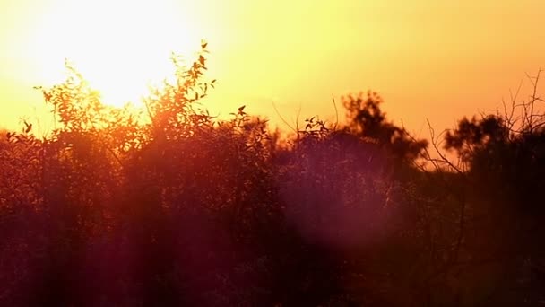 Золотий захід сонця на узбережжі Чорного моря, з зелених насаджень в slo-mo — стокове відео