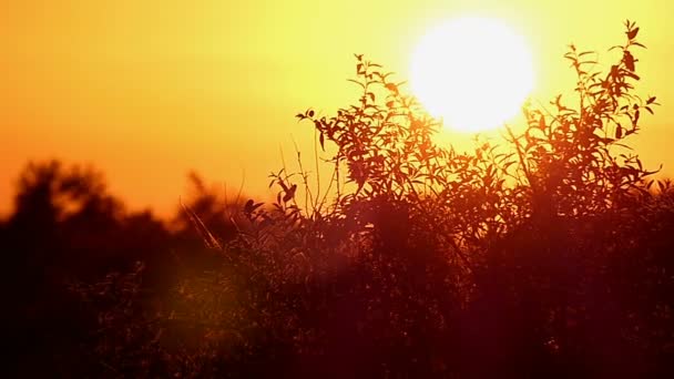 Ένα πορτοκαλί ηλιοβασίλεμα στις ακτές της Μαύρης Θάλασσας με την πρασινάδα σε slo-mo — Αρχείο Βίντεο