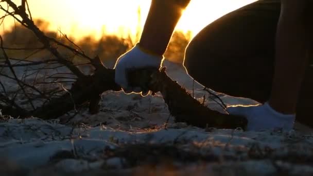 Ruce v rukavicích se snaží zlomit větev stromu při západu slunce — Stock video