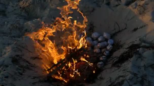 Ein Lagerfeuer mit in Folie eingewickelten Kartoffeln im Sommer — Stockvideo