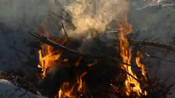 ไฟไหม้ที่สนุกสนานบนชายฝั่งทะเลในหลุมในฤดูร้อน — วีดีโอสต็อก