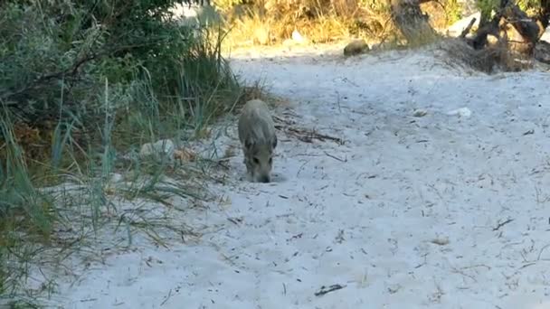 Een kleine bruine Knorretje zoekt voedsel op een zandgrond — Stockvideo