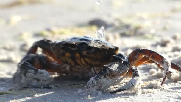 Um caranguejo está sob o fluxo de água na praia do Mar Negro — Vídeo de Stock