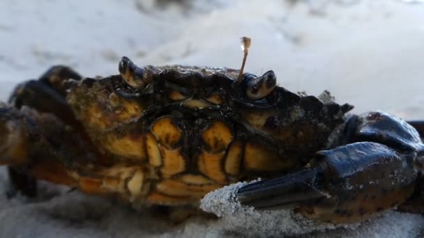Ένα closeup του καφέ κάβουρα πάνω στην αμμώδη παραλία της Μαύρης Θάλασσας — Αρχείο Βίντεο
