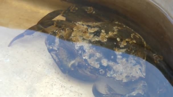 Een krab zit in een plastic kom met water en niet beweegt. — Stockvideo