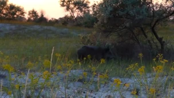 Wildschwein frisst Wurzeln eines Busches an der Saecoast — Stockvideo