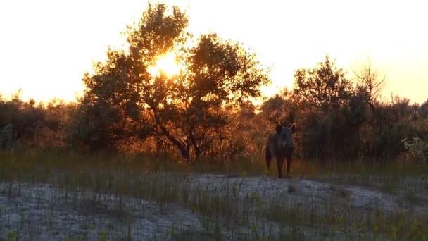 Ett vildsvin står på vissa bush på havskusten — Stockvideo