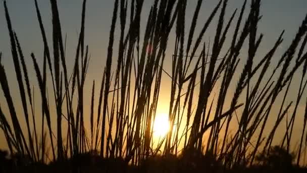 Spikelets di erba selvatica che ondeggia nel campo al tramonto in slo-mo — Video Stock