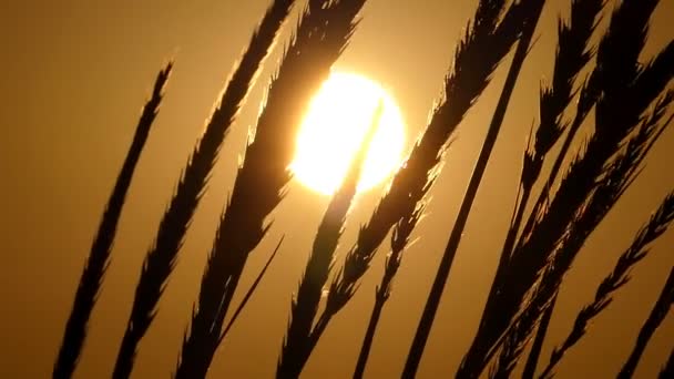 Espiguillas altas de trigo balanceándose en el campo al atardecer en slo-mo — Vídeos de Stock