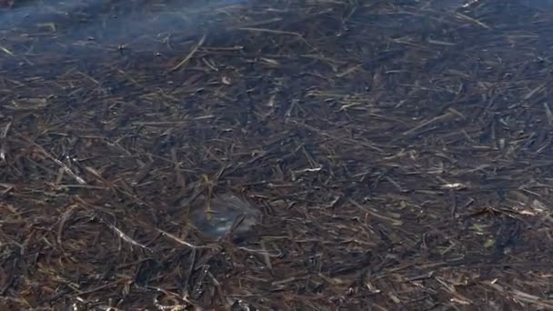 Bord de mer recouvert de mauvaises herbes brunes en été à Montréal- mo — Video