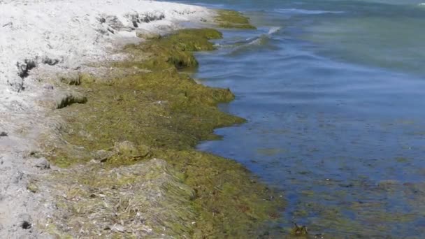 Узбережжі Чорного моря, з бур'янами зелені влітку — стокове відео