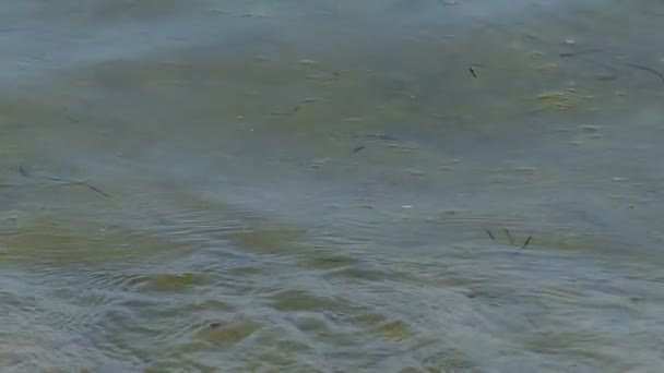 Een tidying Golf aan de kust van de Zwarte Zee met schelpen en kiezels — Stockvideo