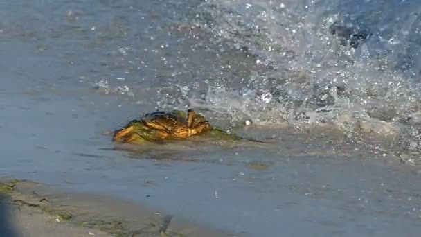 Cangrejo divertido disfruta de su vida en la costa del Mar Negro en slo-mo — Vídeo de stock