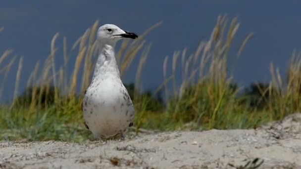 A curious seagull stands on a sandy coast in summer in slo-mo — Stock Video