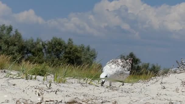 En rolig seagull seeeks mat på en sandig kust under sommaren i slo-mo — Stockvideo