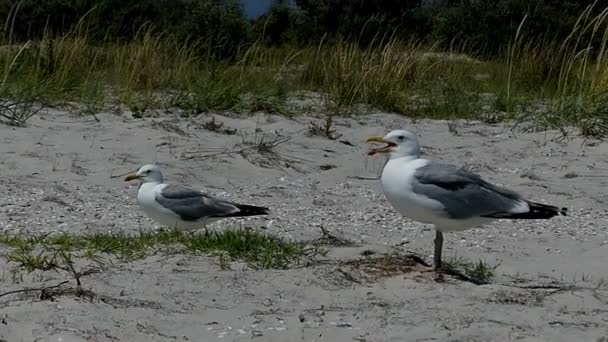 Dua burung camar berdiri di pantai berpasir Dzharylhach pulau di slo-mo — Stok Video