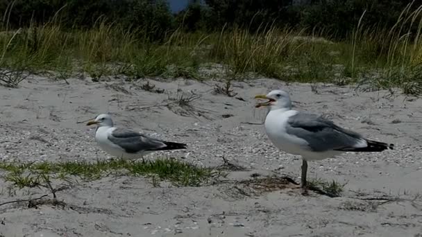 Dos gaviotas están en una costa arenosa de la isla de Dzharylhach en slo-mo — Vídeos de Stock