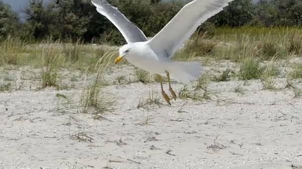 Un seagul vuela sobre una playa de arena de la isla de Dzharylhach en slo-mo — Vídeos de Stock