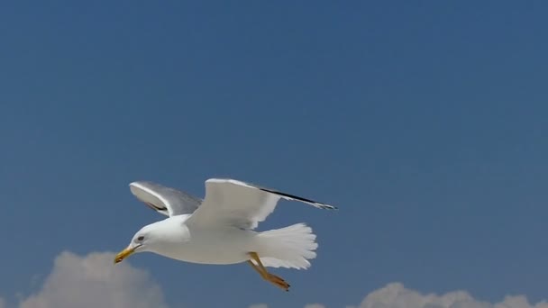 En fiskmås flyger och landar på en sandig strand av Dzharylhach i slo-mo — Stockvideo