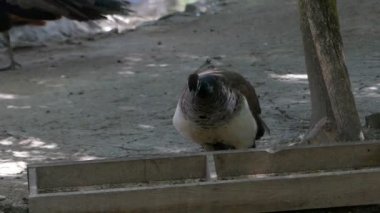 Siyah ve beyaz tavus kuşu bir hayvanat bahçesi slo-MO dan bir besleyici Tahıl yiyor