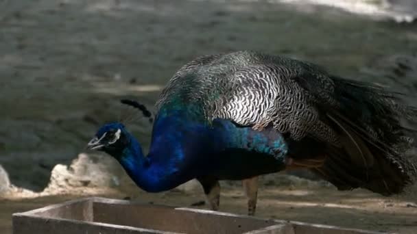 Un pavone multicolore con una lunga coda mangia cibo — Video Stock