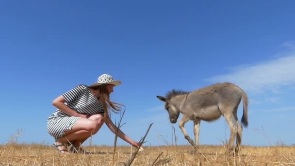 Malý Oslík je krmen mladá žena v létě v slo-mo — Stock video