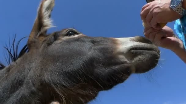 Un primo piano di un asino che mangia pane da alcune mani in rallentatore — Video Stock