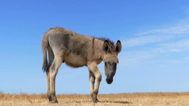 Szary osioł colt stoi w profilu w żółtym polu w slo-mo — Wideo stockowe