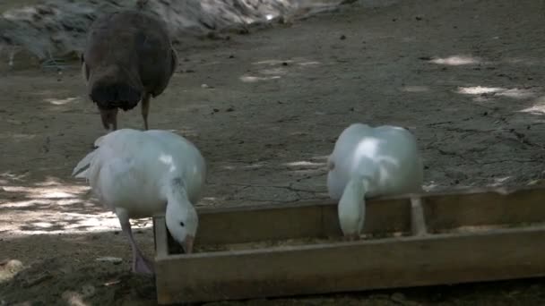 Two white geese eat grain from a feeder on a sunny day in a zoo — Stock Video