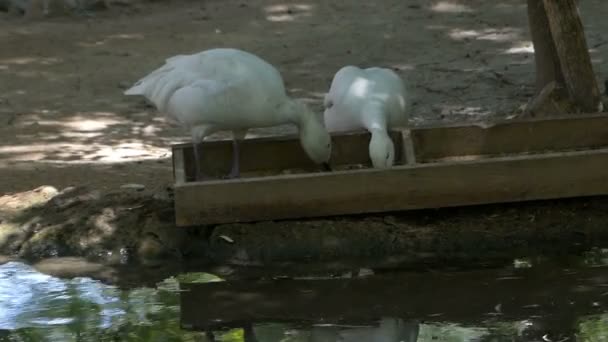 两只白鹅从动物园的池塘岸边的喂食器里吃谷物。 — 图库视频影像