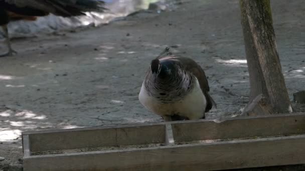 Un pavone bianco e nero mangia il grano di una mangiatoia in uno zoo di Slo-mo — Video Stock