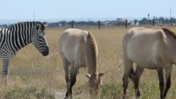 A zebra and two Dzungarian horses eat grass on a lawn in slo-mo — Stock Video