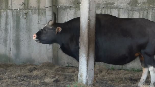 Een ongewone zwarte stier staan onder de parasol in een slo-mo — Stockvideo