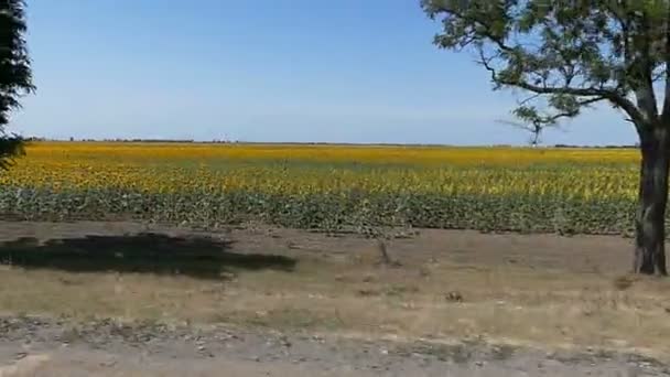 Een zonnebloem veld vanuit een raam van een snel rijdende auto in Oekraïne — Stockvideo