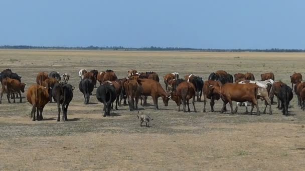 Una manada de vacas y un pequeño lobo siguiéndolas en un césped en cámara lenta . — Vídeos de Stock