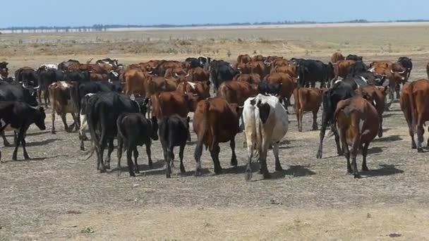 Una manada de vacas lecheras multicolores moviéndose sobre un césped en slo- mo . — Vídeo de stock