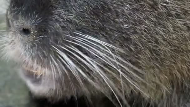 Hairy nutria eats something outdoors in summer in slo-mo — Stock Video