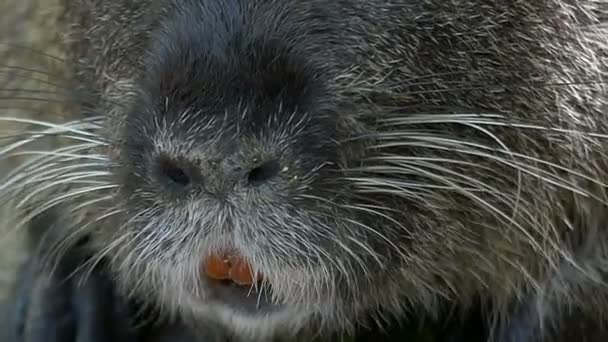 Funny nutria eats something outdoors in summer in slo-mo — Stock Video