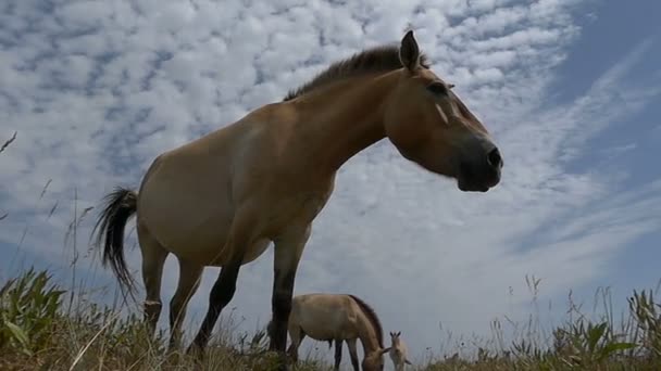 Dois cavalos dzungarianos pastam grama em um prado em slo-mo — Vídeo de Stock