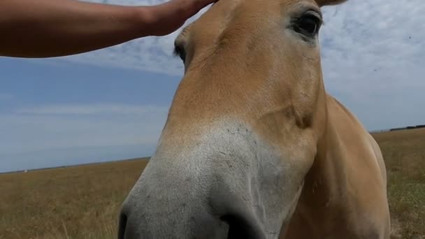 Ein ungarisches Pferd wird auf einem Rasen im Slo-mo von einer Hand getätschelt — Stockvideo