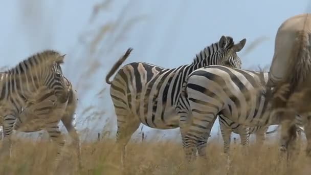 Herd of striped zebras on a golden lawn in summer in slo-mo — Stock Video