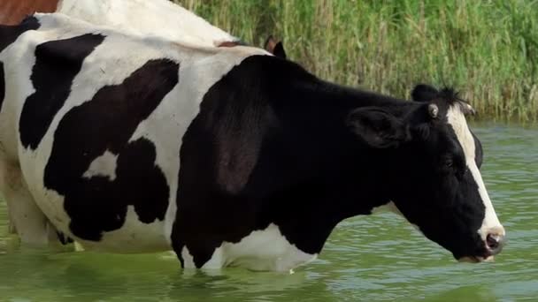 Vaca preta enfia a língua para fora para beber água em um lago em slo-mo — Vídeo de Stock