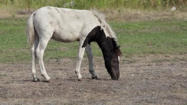 Een pony hengst schaafwonden gras op een gazon in de zomer in slo-mo — Stockvideo