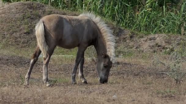 Ein hellbraunes Ponyfohlen weidet Gras auf einer Wiese in Slo-mo — Stockvideo